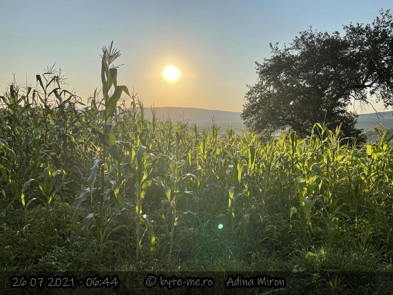 Gradinile Extensive: in partea stanga GE1 unde am adus mranita si am pus mulci in jurul porumbului, iar in partea dreapta GE2 unde nu am intervenit 
