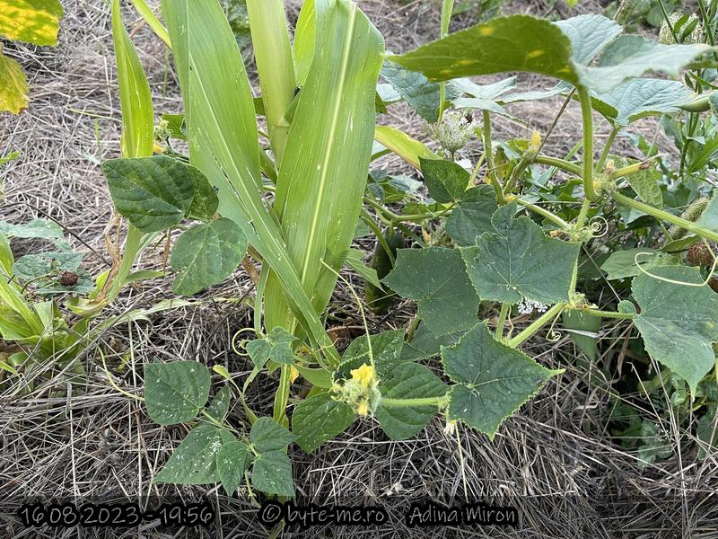 Mulci din iarba cosita