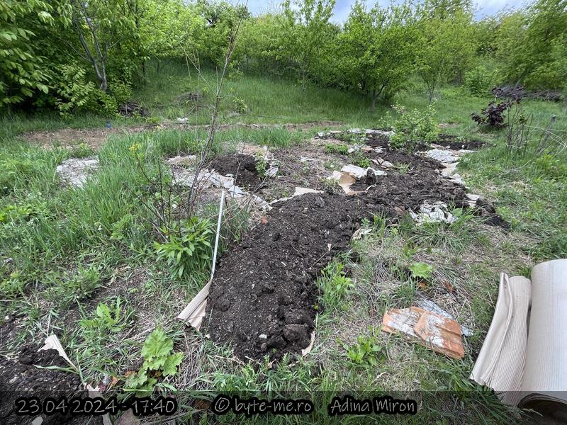Adaugarea unui strat de carton si a unui strat de mranita in Gradina Padure, pentru a mai reduce din presiunea buruienilor