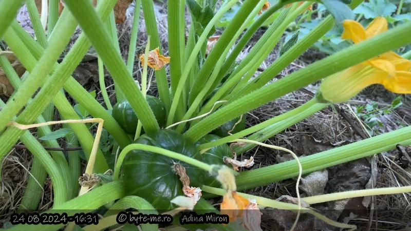 Dovlecel Zaphito in Solarul Mare, pus printre rosii